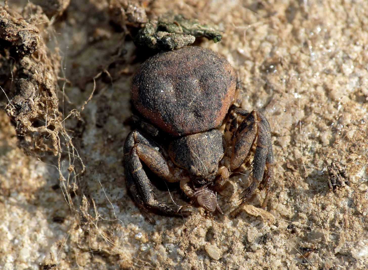 Xysticus sp. - Conero (AN)